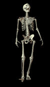 skeleton walking while looking at the stars
