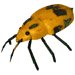 insect