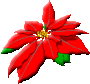 Christmas flower