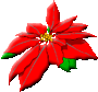 poinsettia clipart