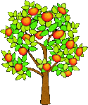 apple tree