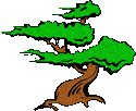 bonsai with roots transparent gif file