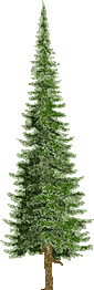 green fir tree