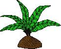 palm tree dark green fronds