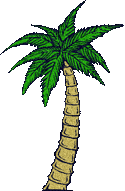 palm tree with dark green fronds
