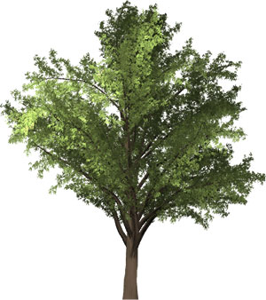 robinia tree