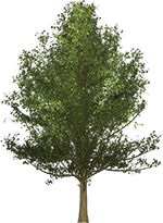 ginko tree