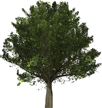 animated tree clipart