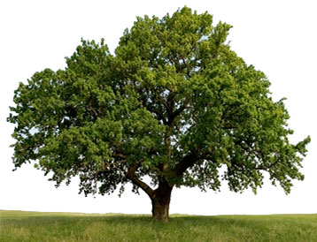 tree in open field