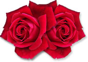 red roses